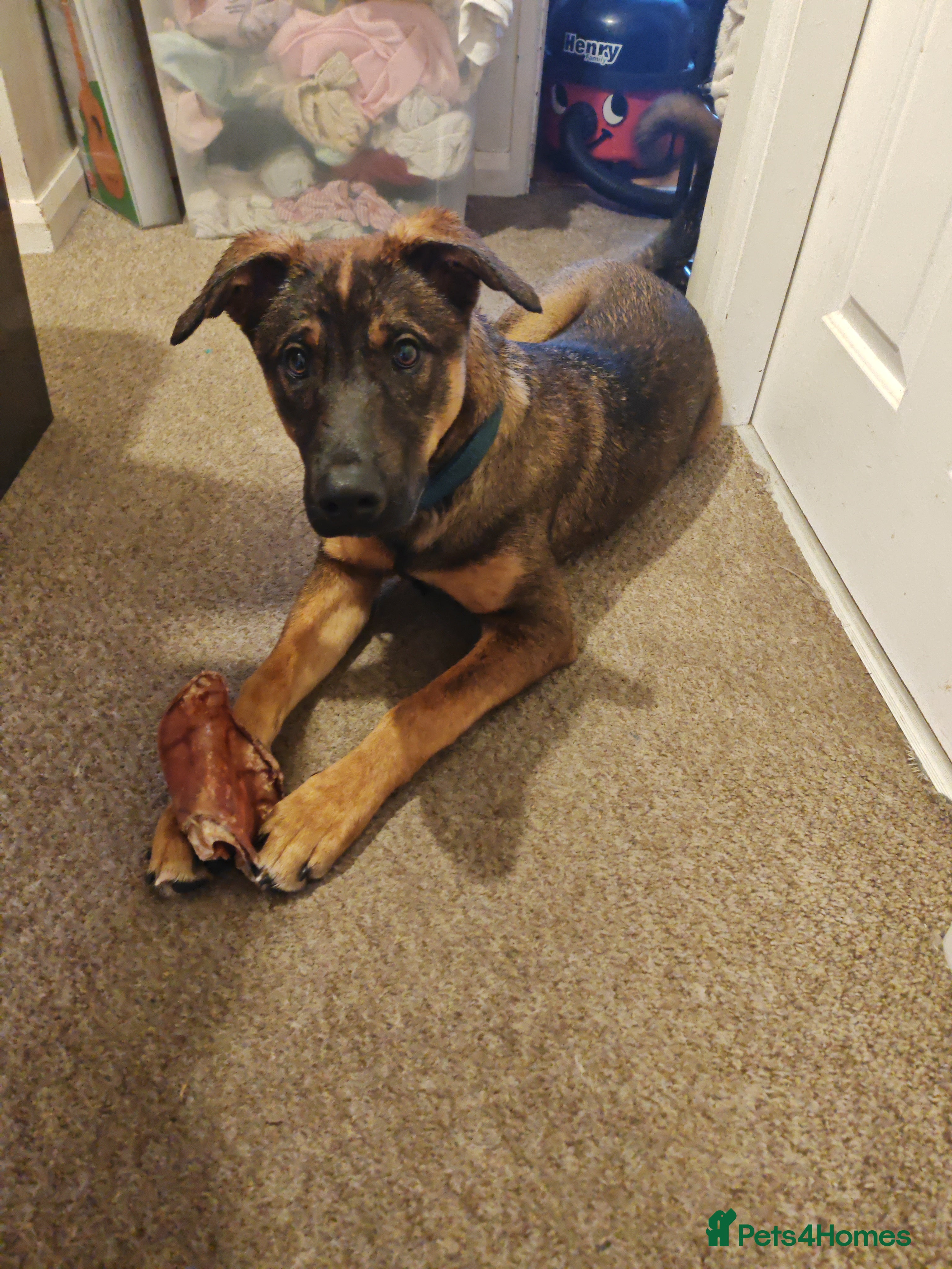 Mixed Breed dogs Beautiful Doberman/Akita Cross – Loving, Boy - Advert 5