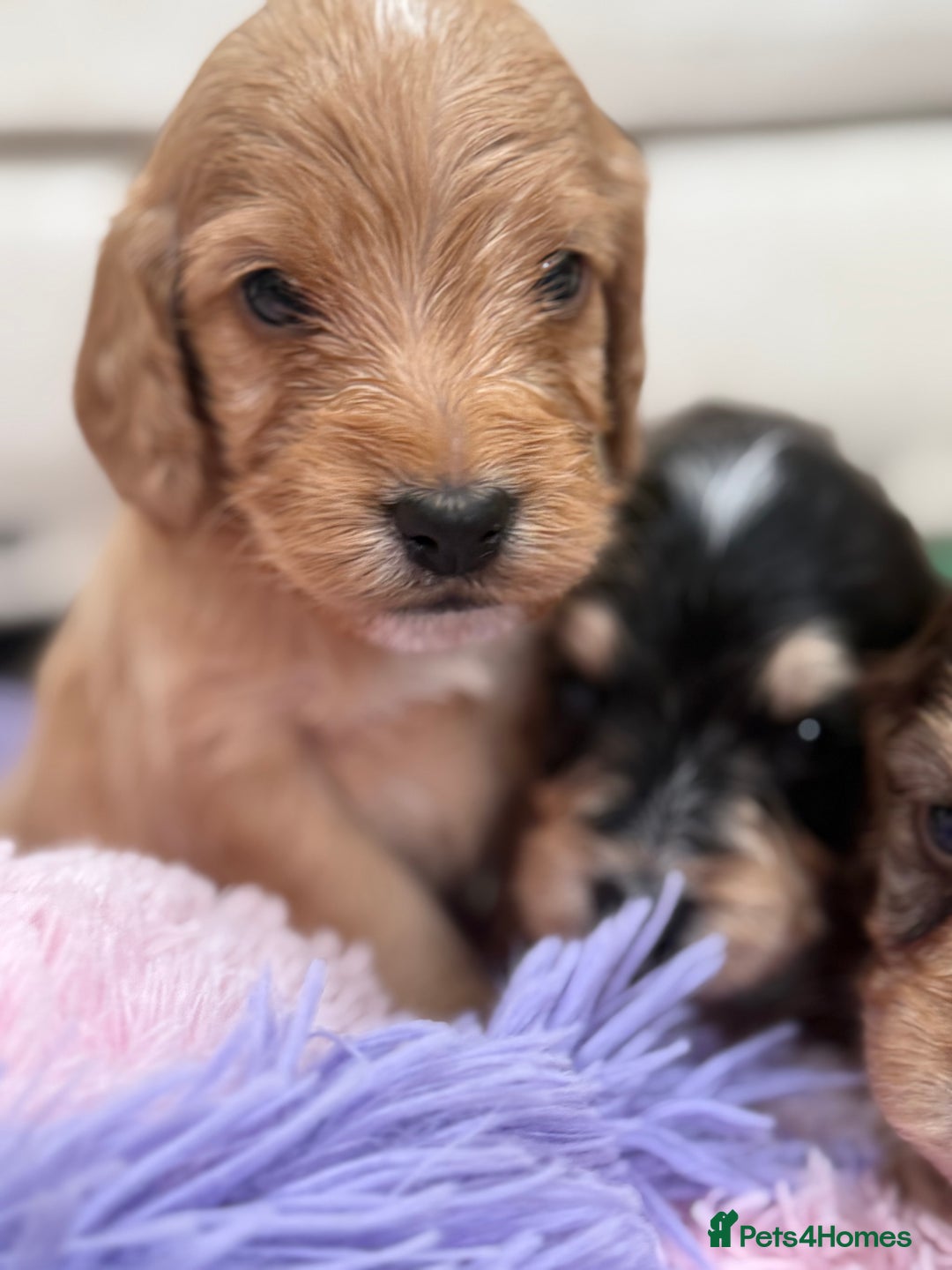 Labradoodle dogs for sale: Unique Stunning miniature doodles - Advert 25