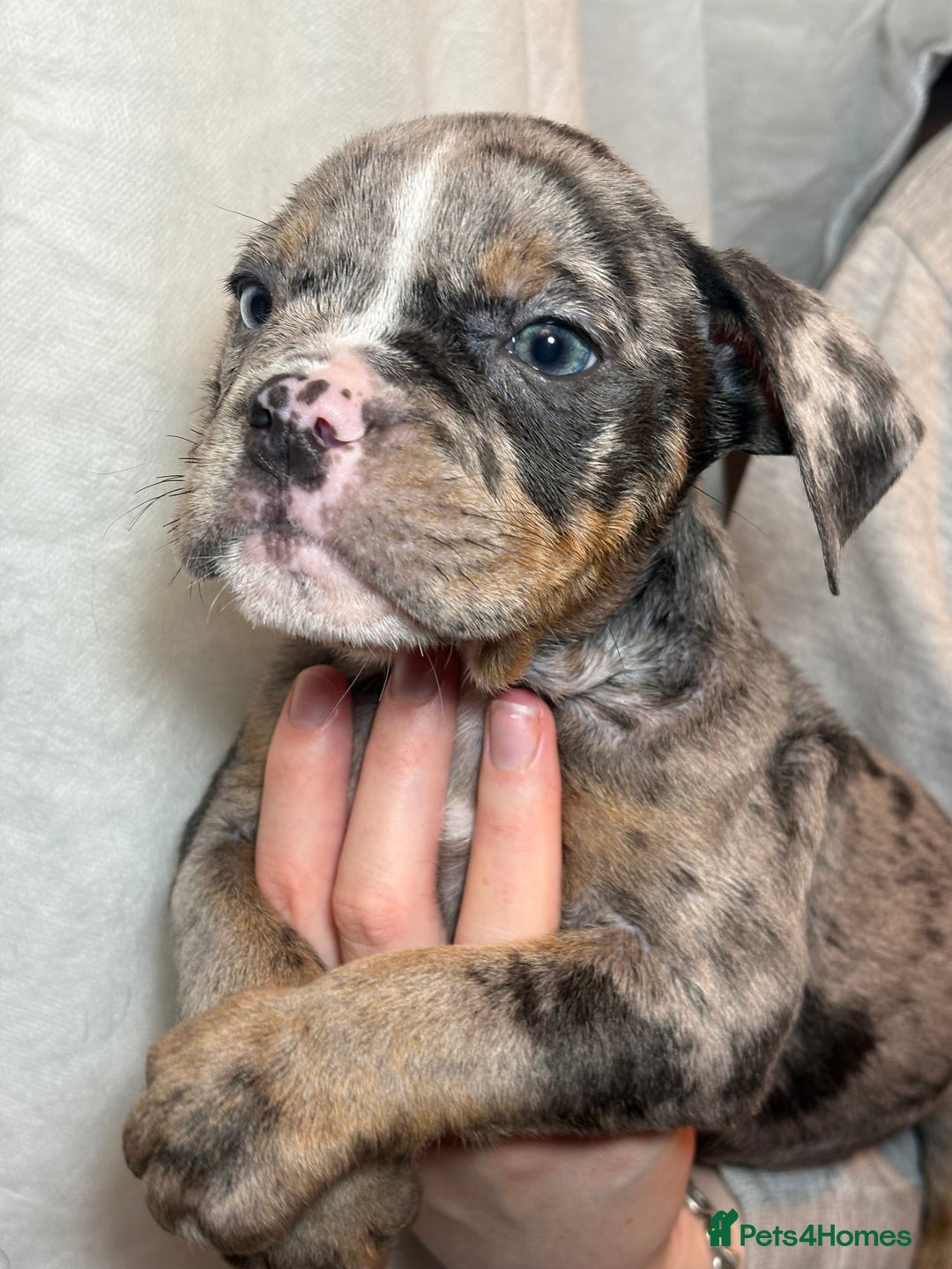 Olde English Bulldogge dogs for sale: 8 week old Olde English Bulldogges  - Advert 21