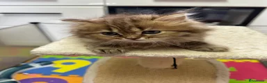 British Shorthair 2