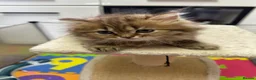 British Shorthair cats for sale: Beautiful  British Shorthair kittens 🐾 - Advert 6