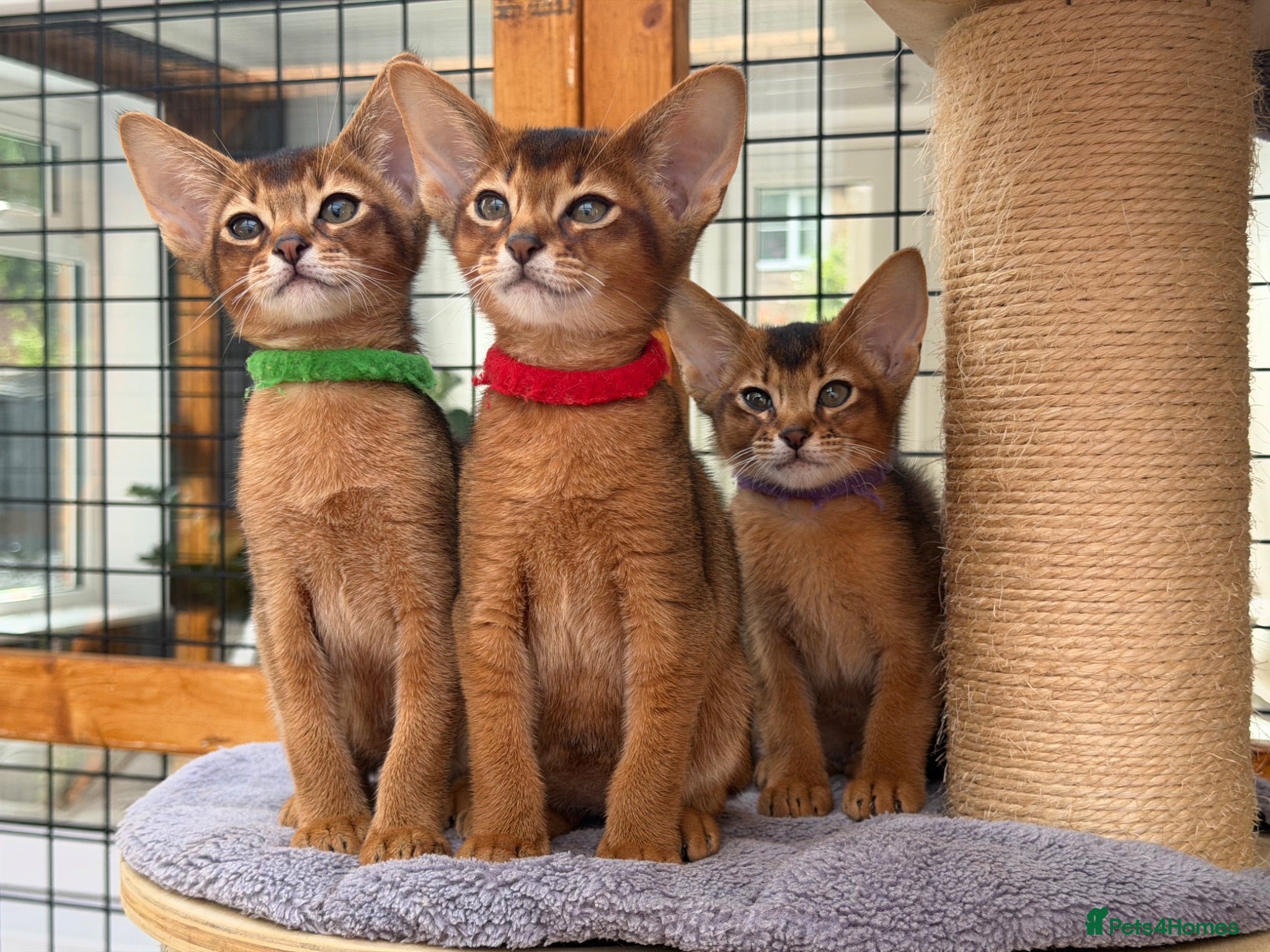 Abyssinian cats Pure breed Abyssinian kitten’s GCCF registered  - Advert 2