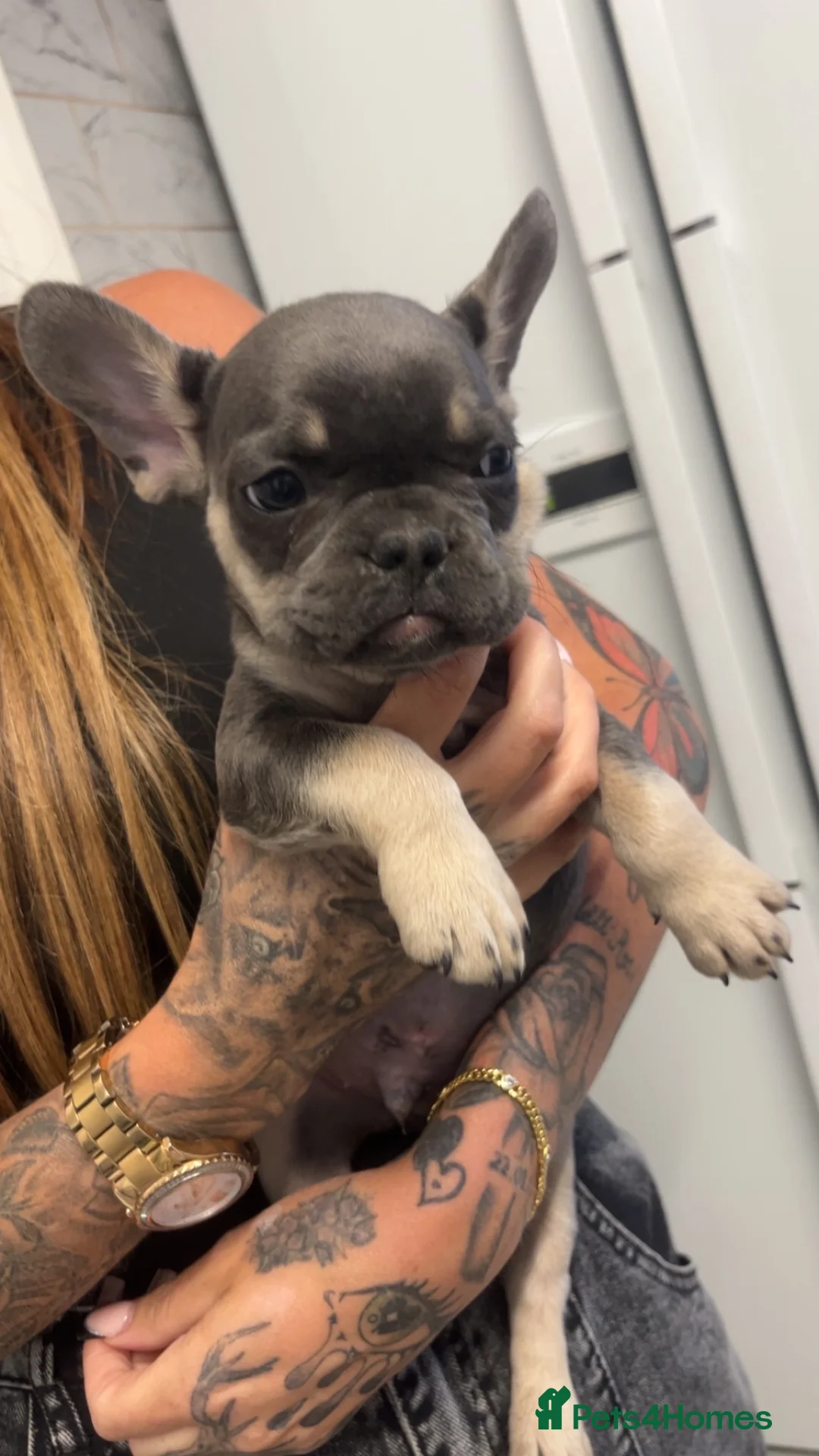 French Bulldog dogs for sale: Beautiful French bulldog puppies  in Rotherham - Advert 2