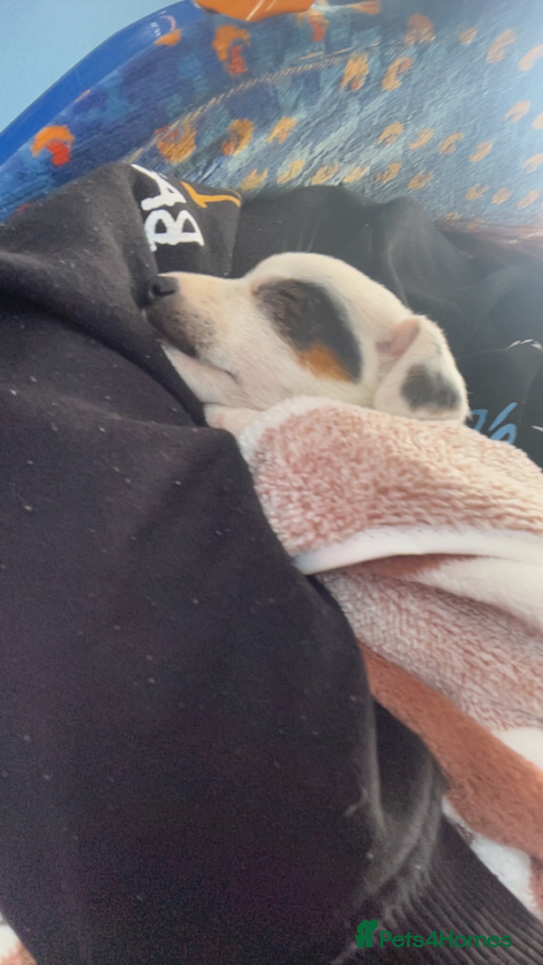 Jack Russell dogs for sale: Ruby  - Image 10
