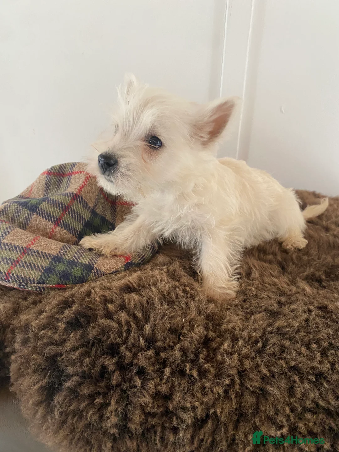 West Highland Terrier dogs for sale: West highland terrier  - Advert 22
