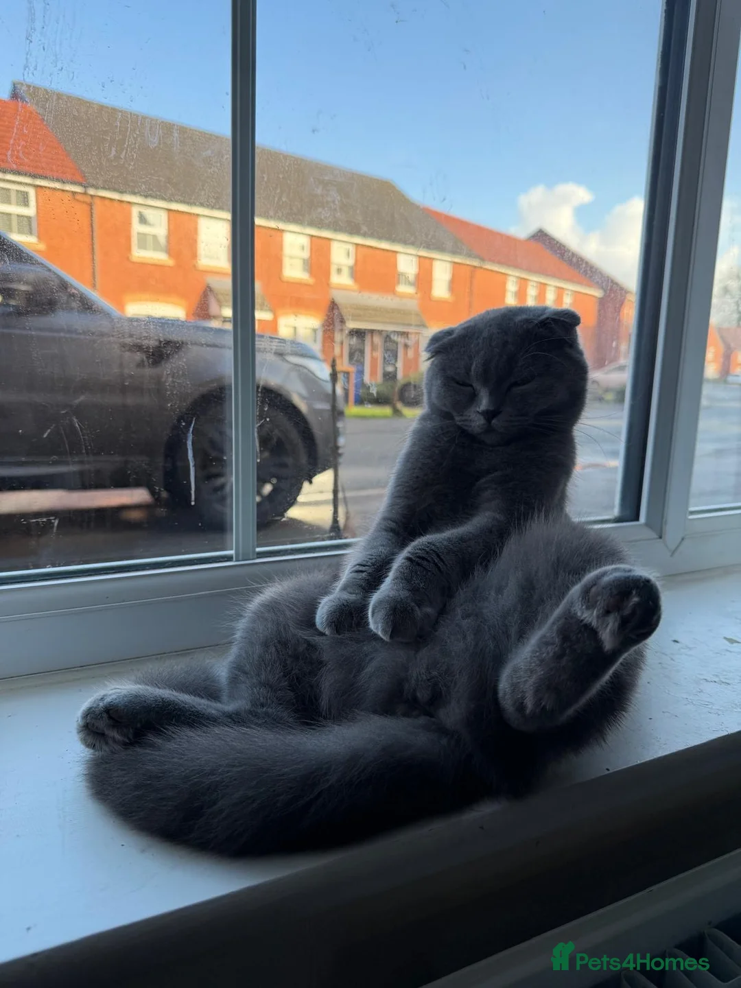 Scottish Fold cats for sale: female scottish fold  - Advert 12