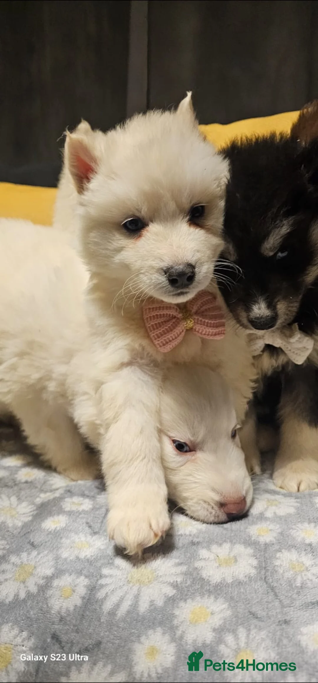 Siberian Husky dogs for sale: Wooly Siberian huskies - fully vaccinated  - Advert 14