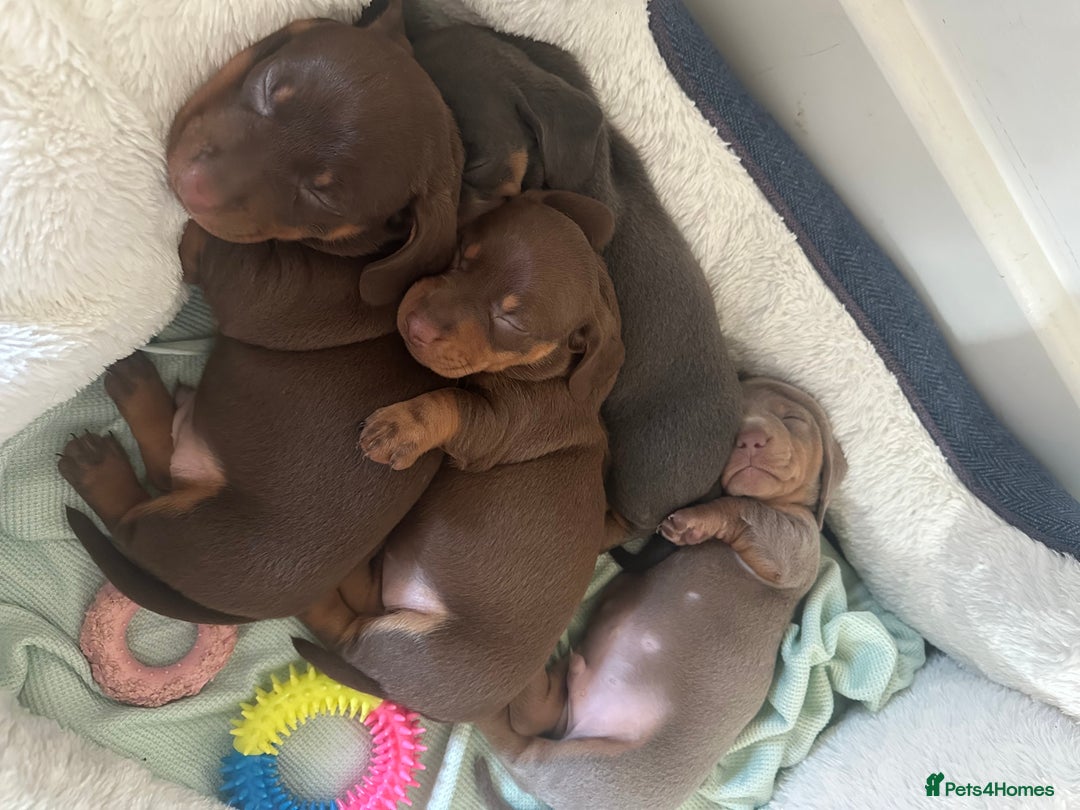 Dachshund dogs for sale: 4 Daschund Puppies Chocolate tan & Isabella - Image 8