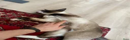 Tonkinese cats for sale: Adult Tonkinese Male - Advert 3