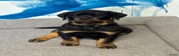 Rottweiler dogs for sale: Quality Rottweiler Male Puppies–Beautiful Boys - Advert 5