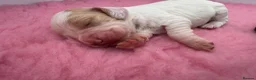 Cocker Spaniel dogs for sale: WCS Puppies from health tested KC Parents  - Advert 29