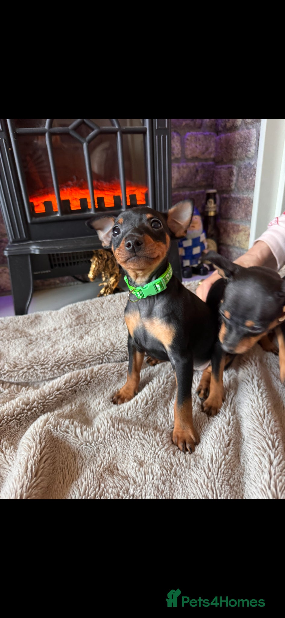 Miniature Pinscher dogs Beautiful Miniature Pinscher puppies  - Advert 2