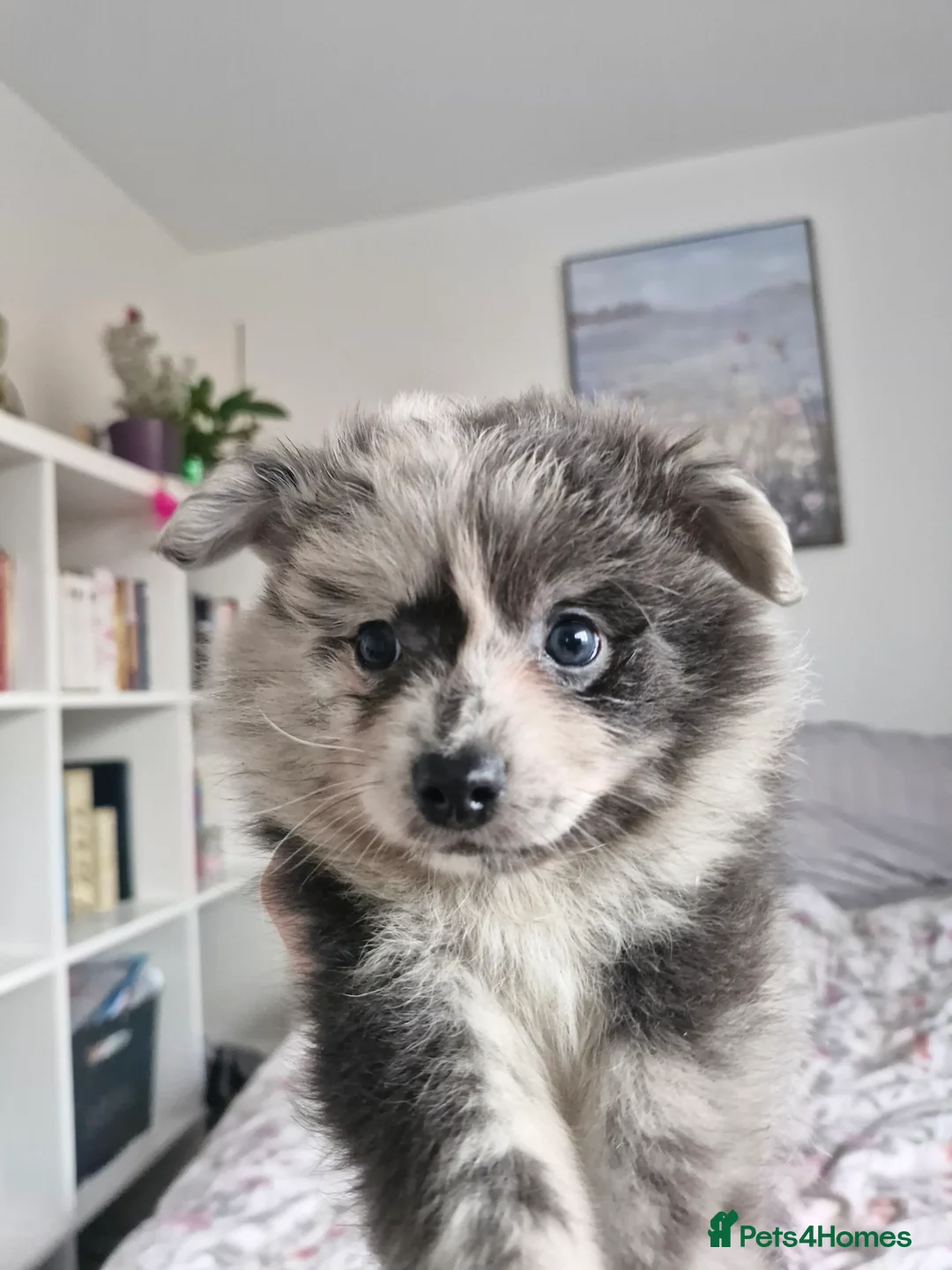 Pomapoo dogs for sale: ✨ Leo – Exceptional F1B Pomapoo Boy – 1,800 ✨ - Advert 12