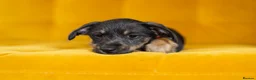 Jackshund dogs for sale: Daxijax/Jackshund/Dachshund/Jack - READY TO GO - Advert 7