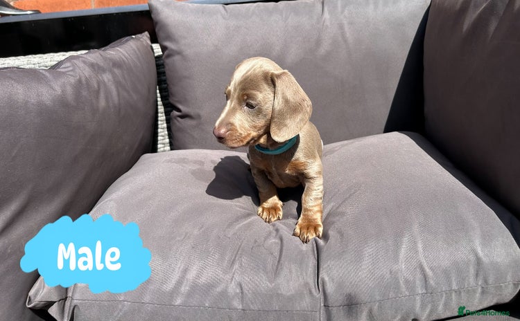 Miniature Dachshund dogs - Advert 2