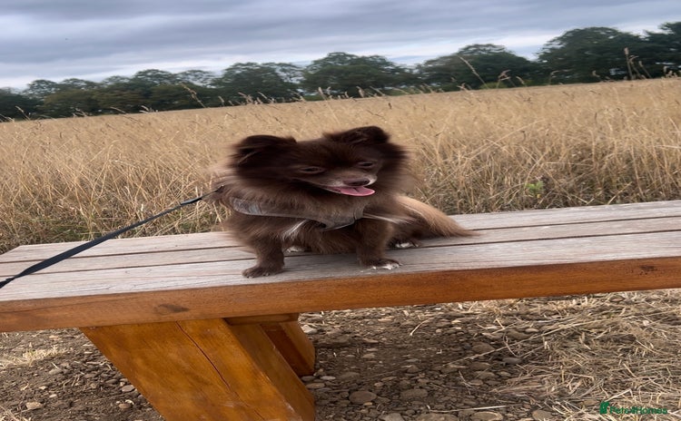 Pomeranian dogs - Advert 15