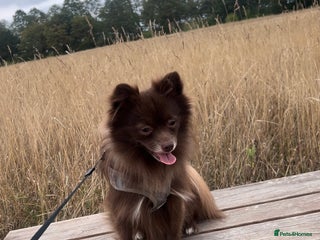 Pomeranian dogs - Advert 13