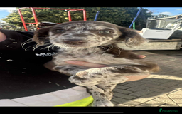 Mixed Breed dogs for sale: Cocker spaniel  - Advert 2