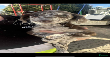 Mixed Breed dogs - Advert 7