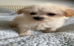 Poochon dogs for sale: Poochon puppy’s  - Image 6