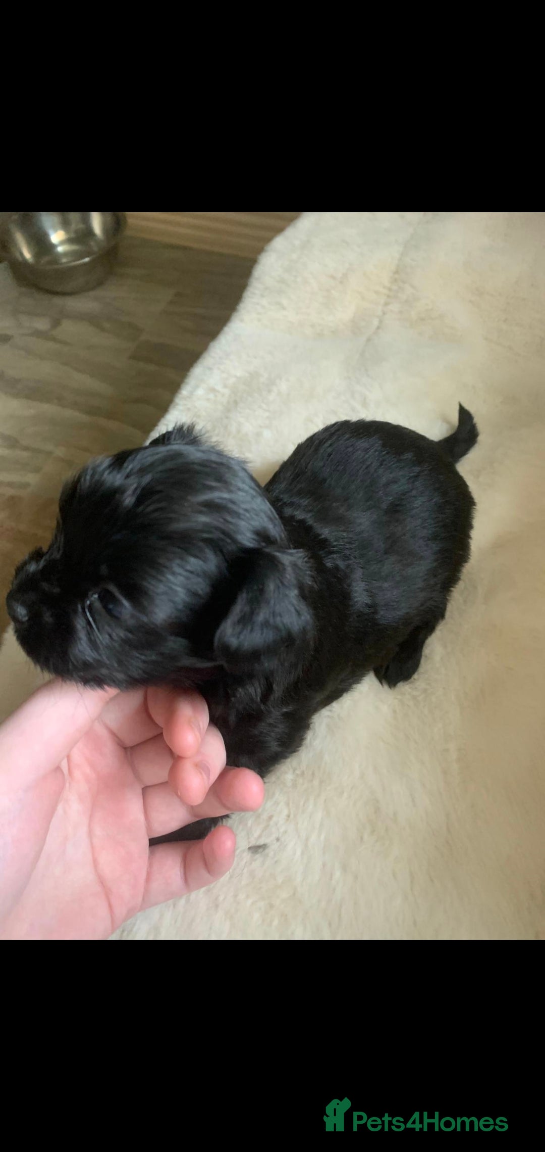 Chipoo dogs for sale: Beautiful Chipoo puppies.  - Image 7