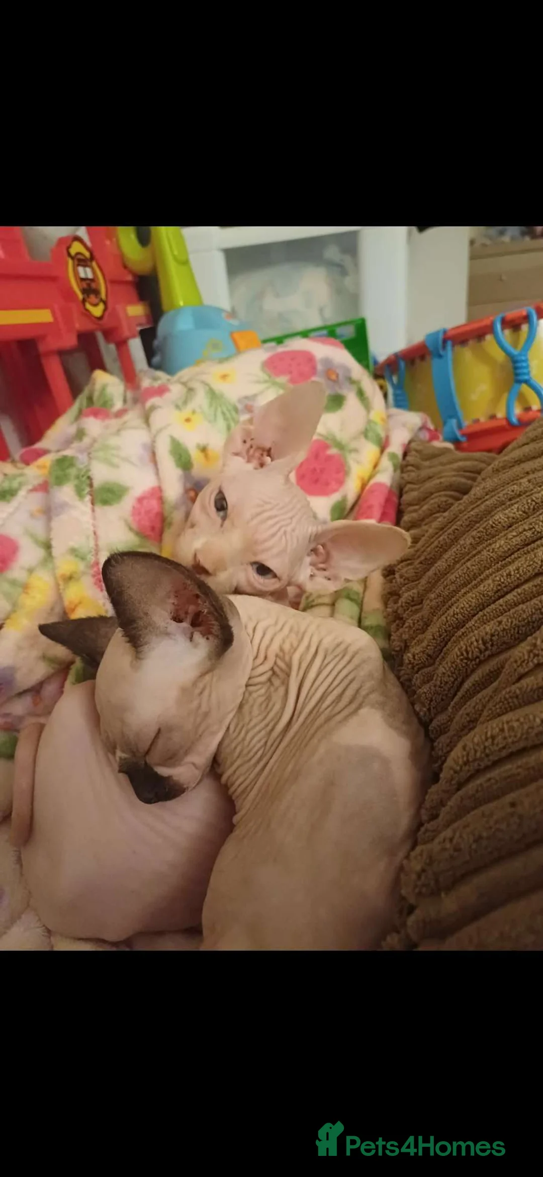 Sphynx cats for sale: Two beautiful sphynx kittens - Advert 5