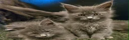 Maine Coon cats for sale: GCCF Blue Maine Coon litter  - Advert 13