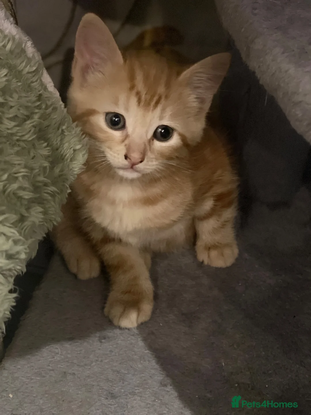 Mixed Breed cats for sale: Adorable Kittens Looking for Loving Homes - Advert 2