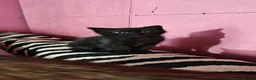Mixed Breed cats for sale: Gorgeous black kitten looking for his forever home - Advert 5