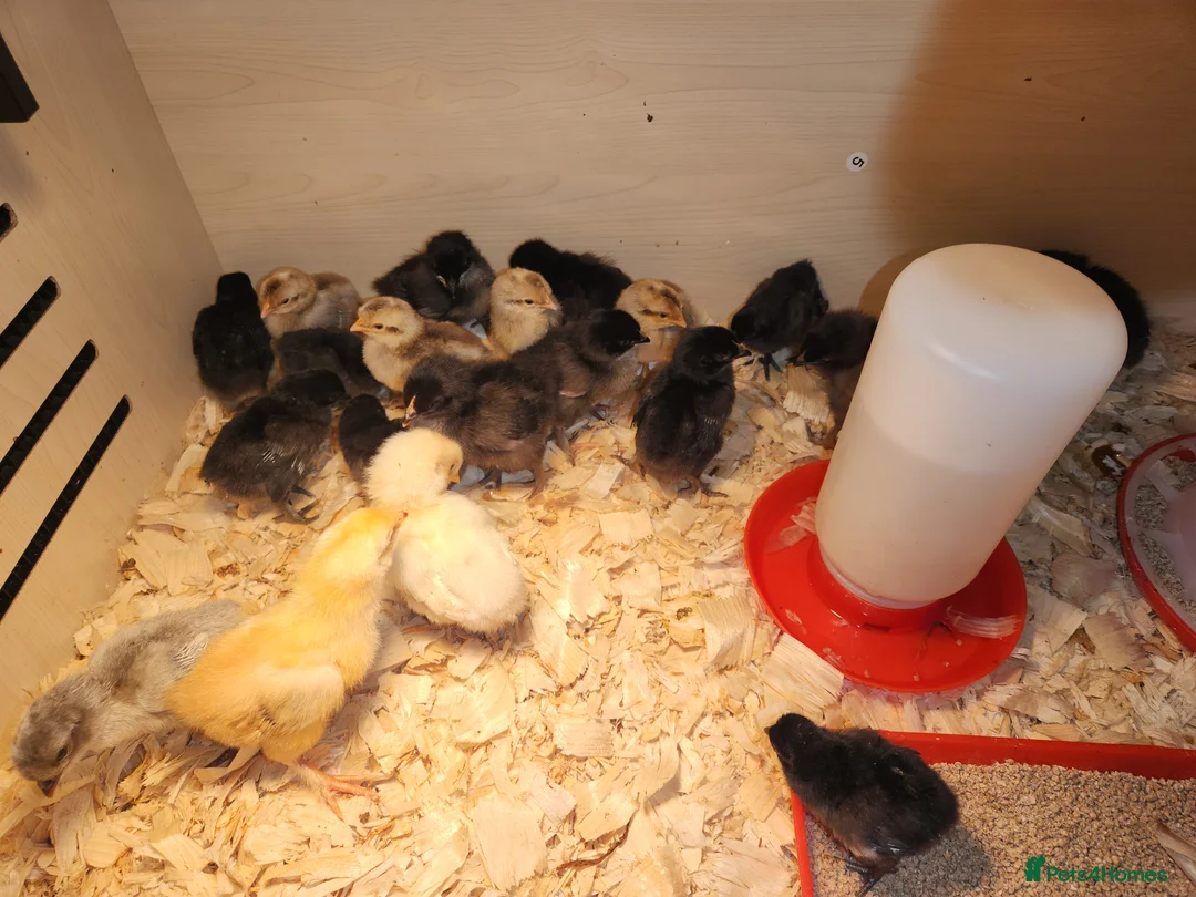 Chickens poultry for sale: UNSEXED mixed breed chicks  - Advert 2