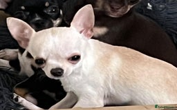 Chihuahua dogs for sale: Tiny black female chihuahua  - Image 8