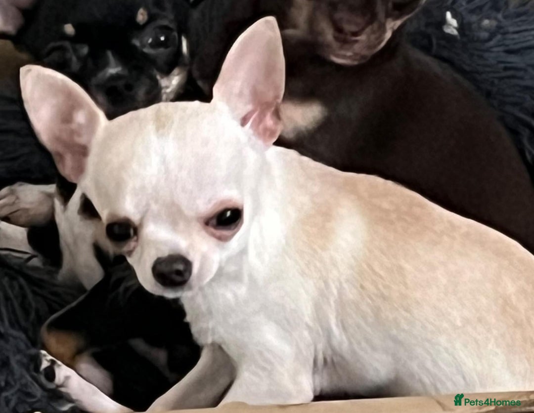 Chihuahua dogs for sale: Tiny black female chihuahua  - Image 8