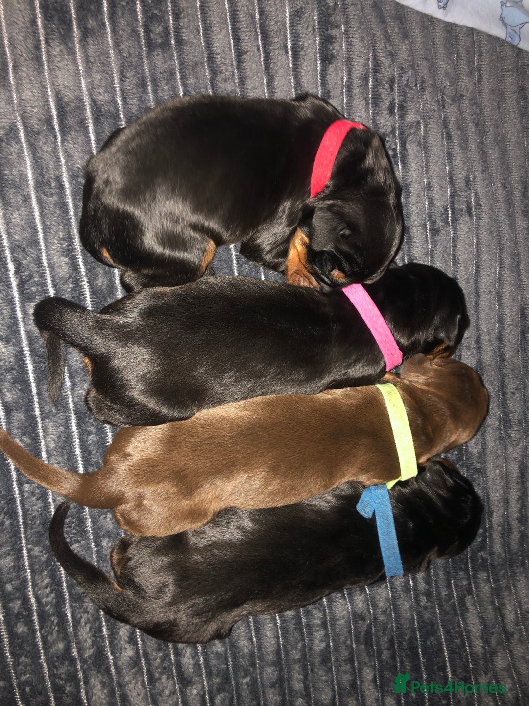 Dobermann dogs for sale: European Dobermann puppies for sale  - Image 15