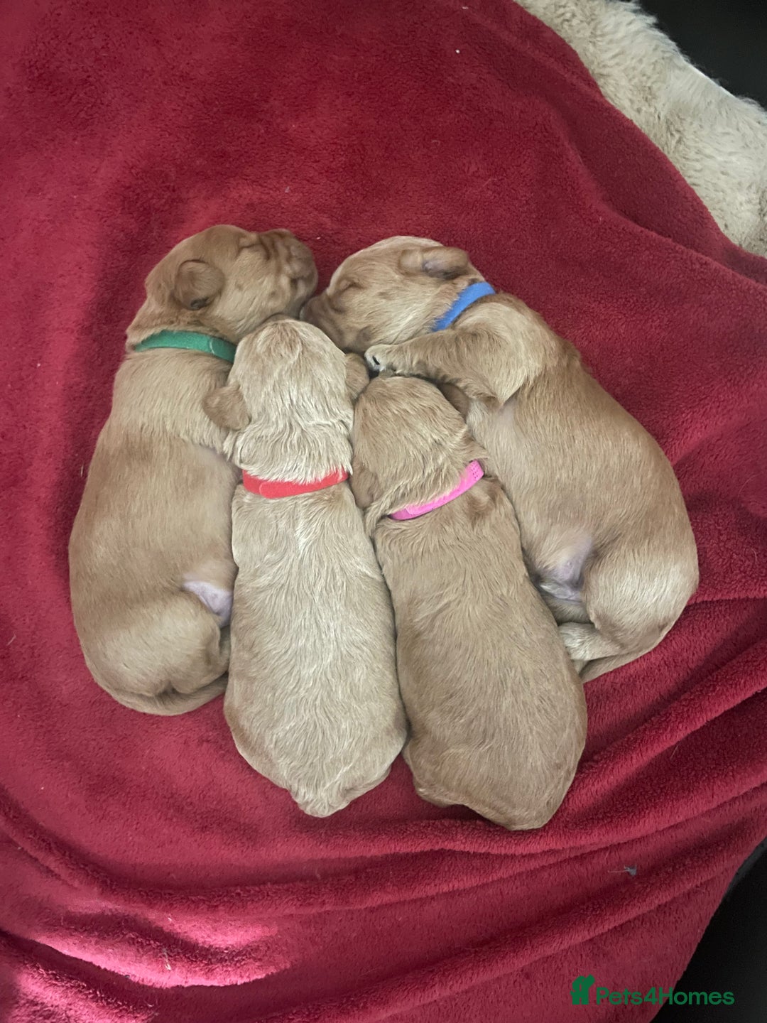 Labradoodle dogs for sale: Miniature Labradoodle’s  - Advert 6