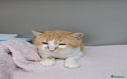 Mixed Breed cats for adoption: [Indoors Only] Tweety! Teddy loving bear  - Advert 1