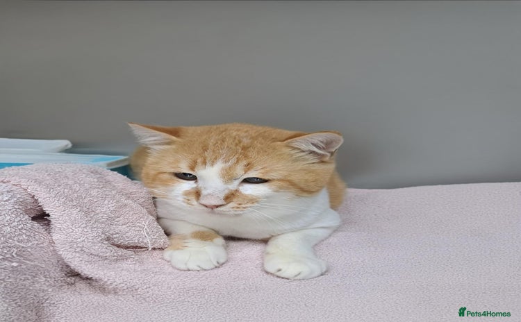 Mixed Breed cats [Indoors Only] Tweety! Teddy loving bear  - Advert 6