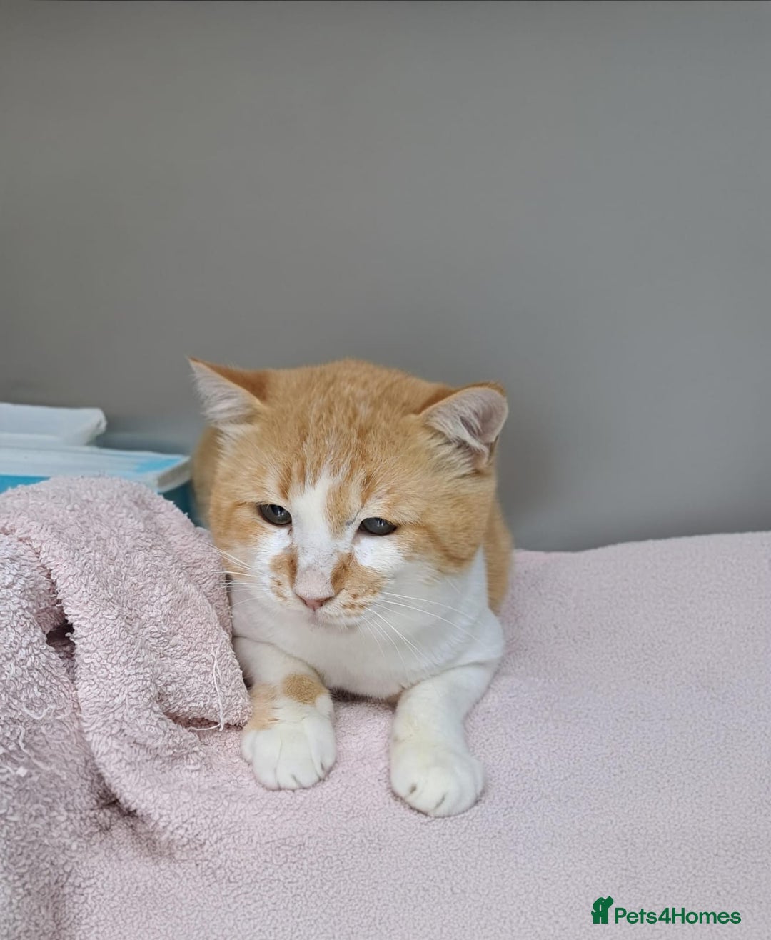 Mixed Breed cats for adoption: [Indoors Only] Tweety! Teddy loving bear  - Advert 1