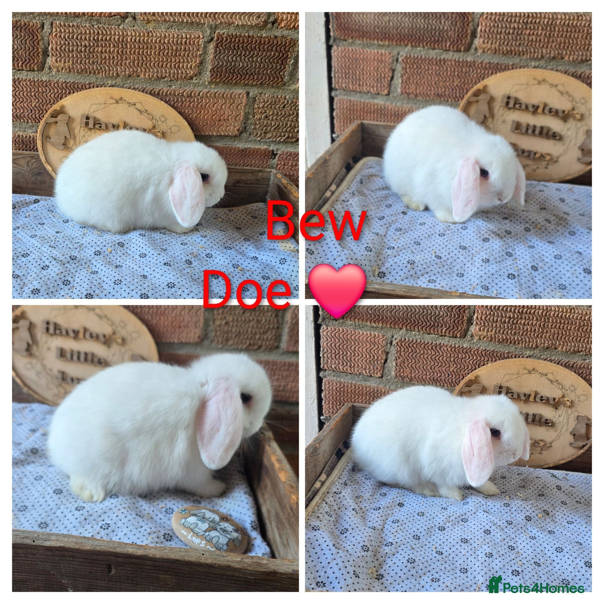Mini Lop rabbits READY NOW Gorgeous pure breed mini lops  - Advert 2