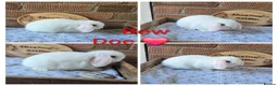 Mini Lop rabbits for sale: READY NOW Gorgeous pure breed mini lops  - Advert 3