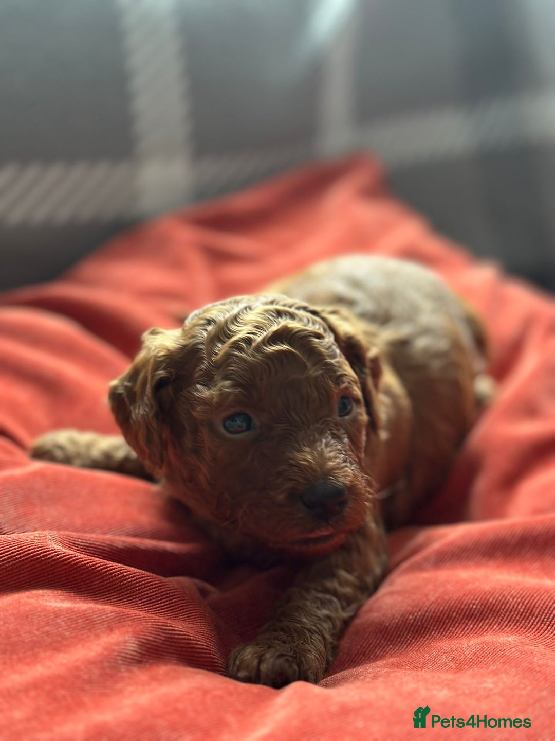 Mixed Breed dogs for sale: Poochon x Maltipoo puppies - Image 7