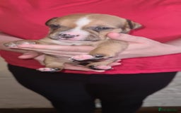 Staffordshire Bull Terrier dogs for sale: Beautiful Staffy puppies. - Image 4