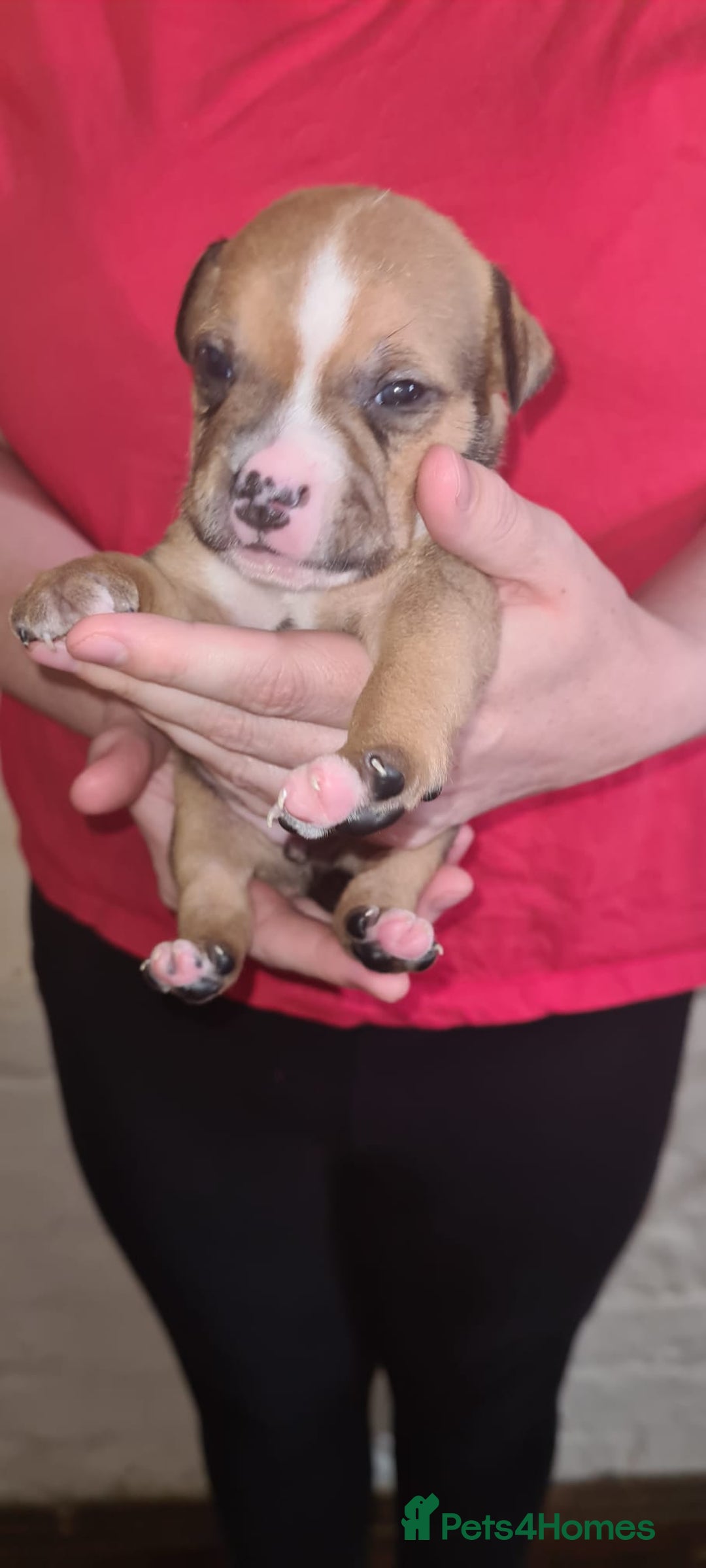 Staffordshire Bull Terrier dogs for sale: Beautiful Staffy puppies. - Image 4