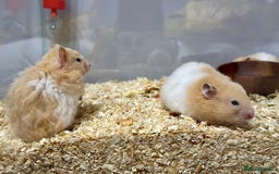 Hamster rodents for sale: Longhaired Rex/Straight Syrian Hamster Babies - Image 9