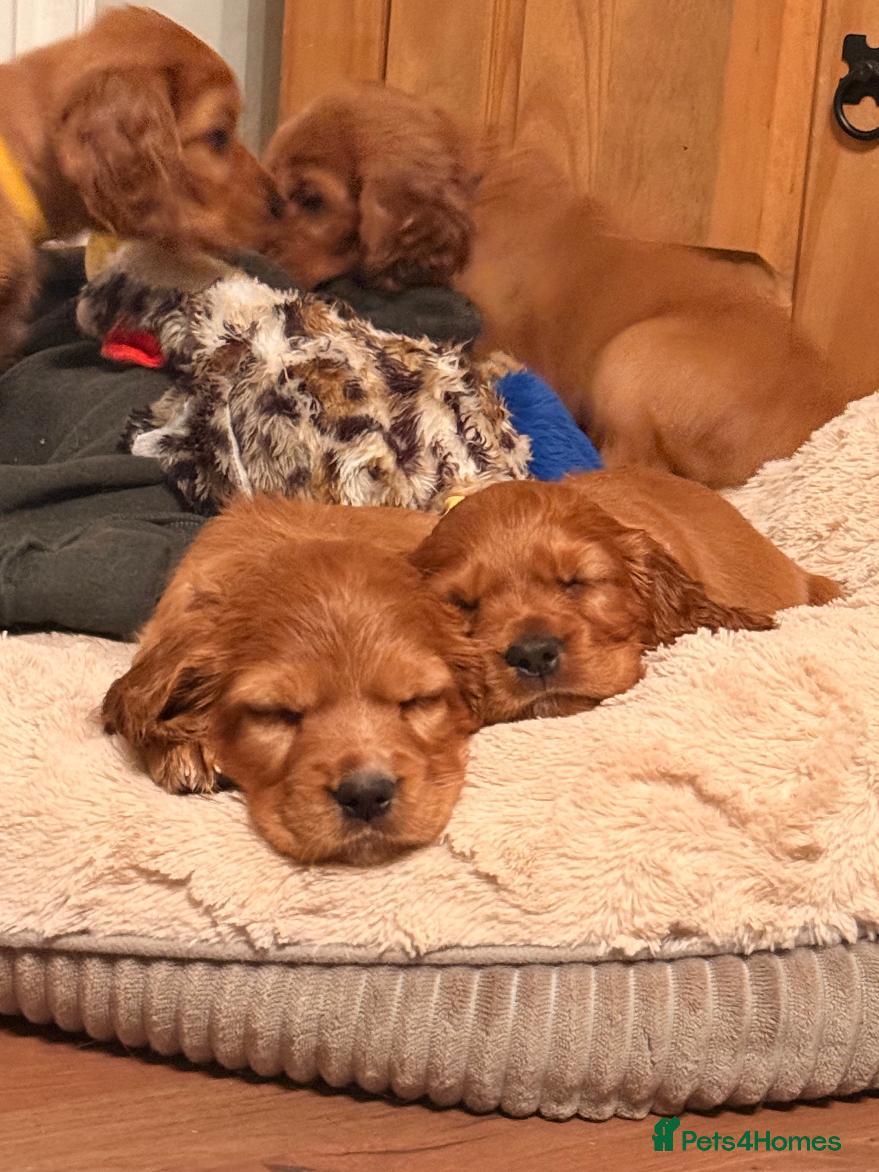 Cocker Spaniel dogs Two beautiful cocker spaniel pups ready now  - Advert 1