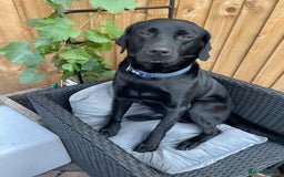 Labrador Retriever dogs for sale: Adorable Labrador puppies - Image 5