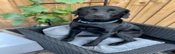 Labrador Retriever dogs for sale: Adorable Labrador puppies. 1 Male left !!! - Advert 7