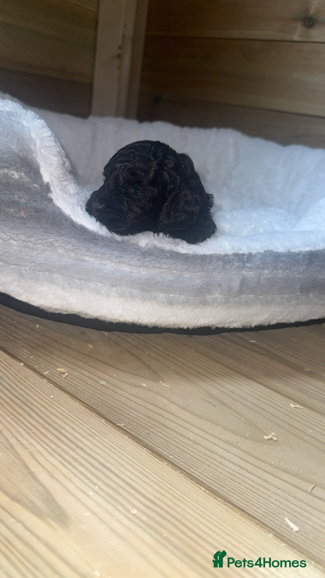Cockapoo dogs for sale: Toy miniature cockapoo puppy’s  - Image 6