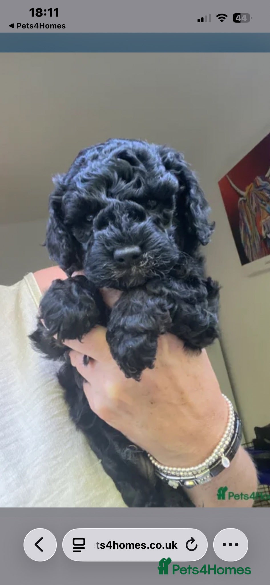 Cockapoo dogs Cockapoo puppies for sale - Advert 3