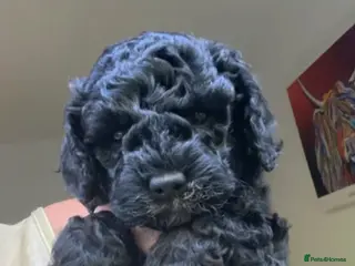 Cockapoo dogs Cockapoo puppies for sale - Advert 3