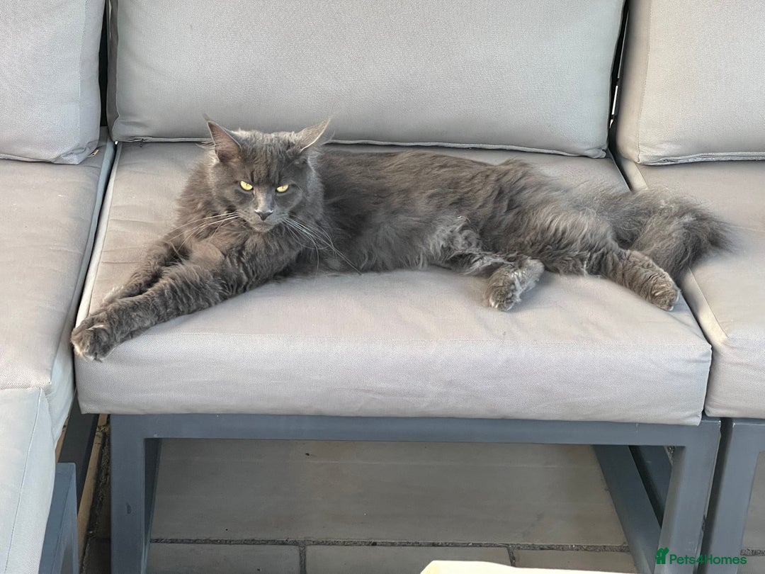 Maine Coon cats for sale: Beautiful Blue/grey 2 year old Maine coon - Image 3